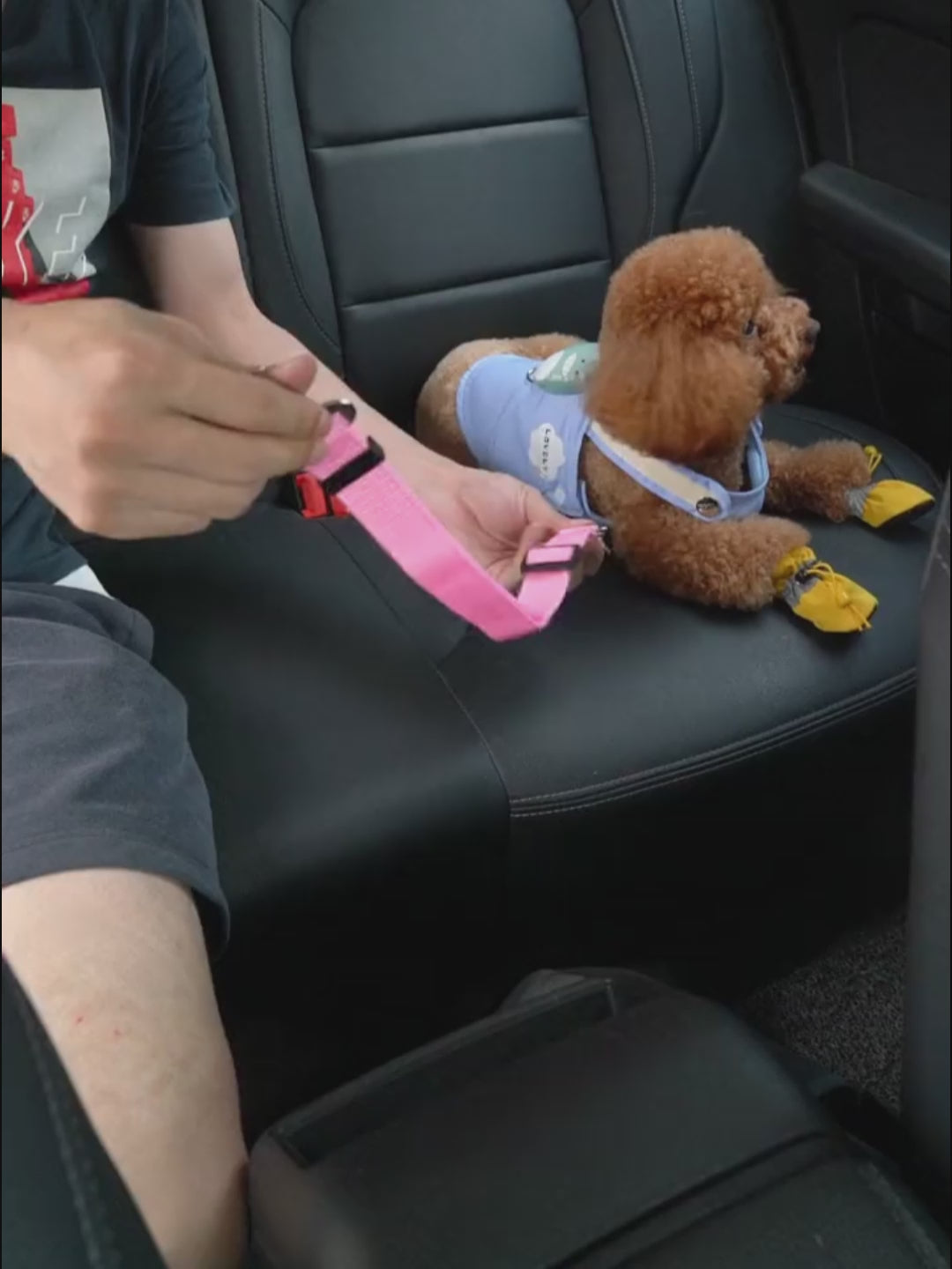 Pawway™ Car Safety Tether